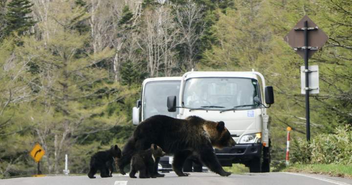 Man attacked by bear outside public toilet in busy Japanese city – Nat…