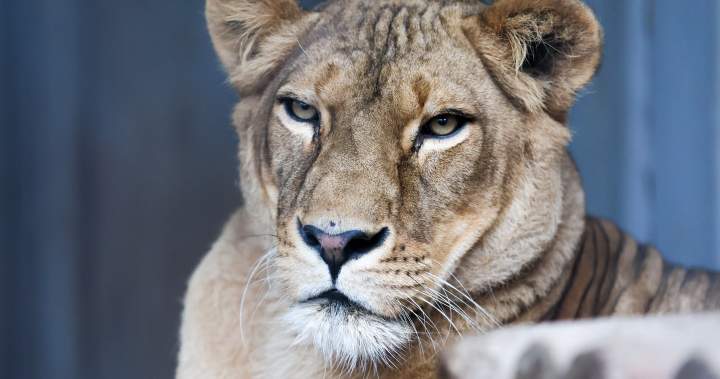 Man mauled to death by lion after breaking into enclosure in Brazil – …